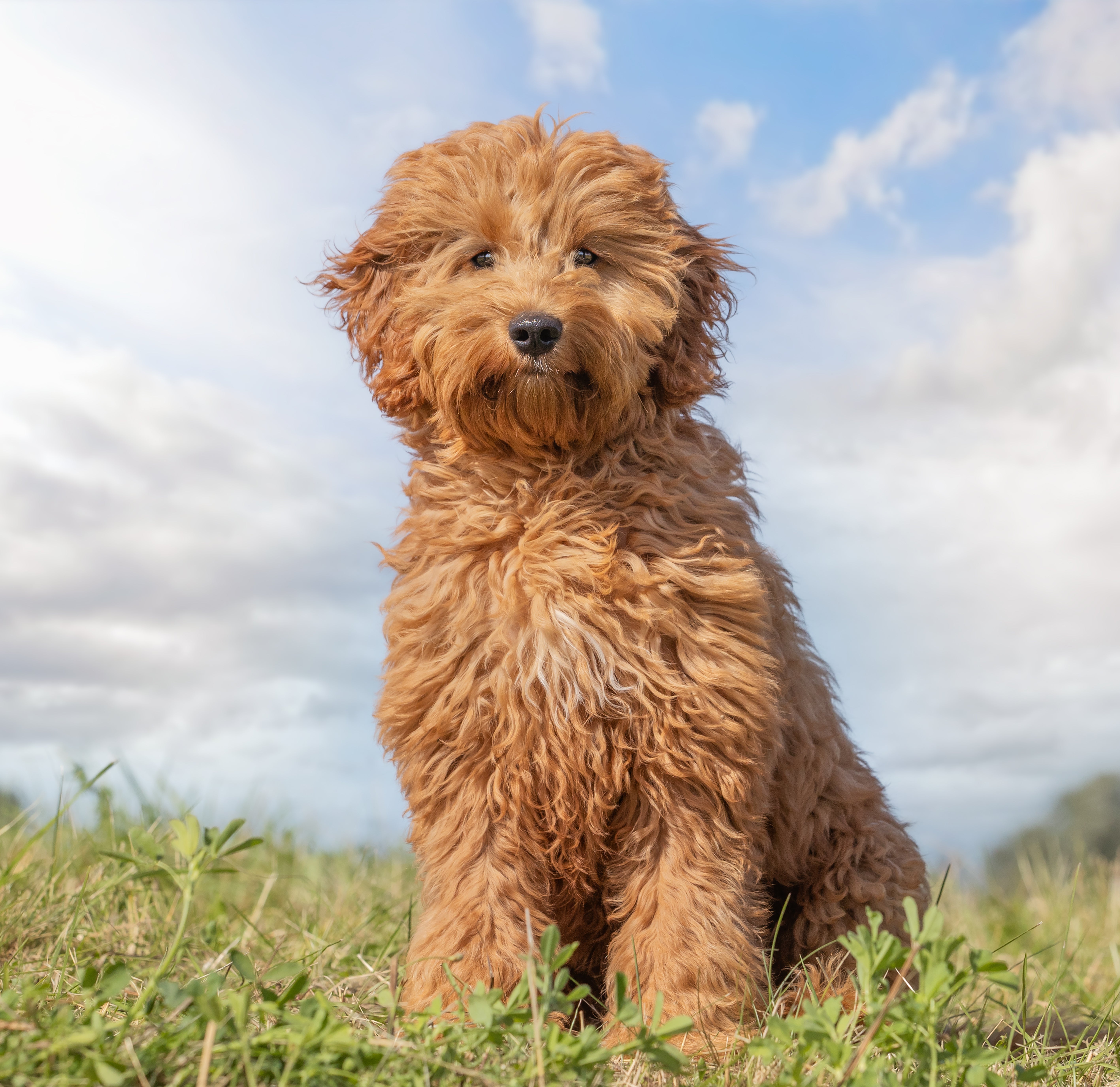 goldendoodle for adoption near me