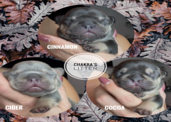 french bulldog puppies chicago