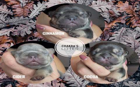 french bulldog puppies chicago