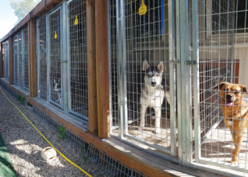 animal shelter ner me