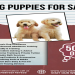 dog sale websites