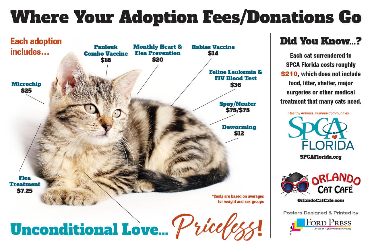 cat pet adoption