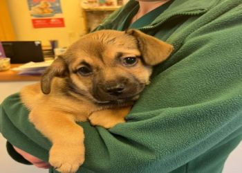 dog rescue puppies uk