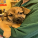 dog rescue puppies uk