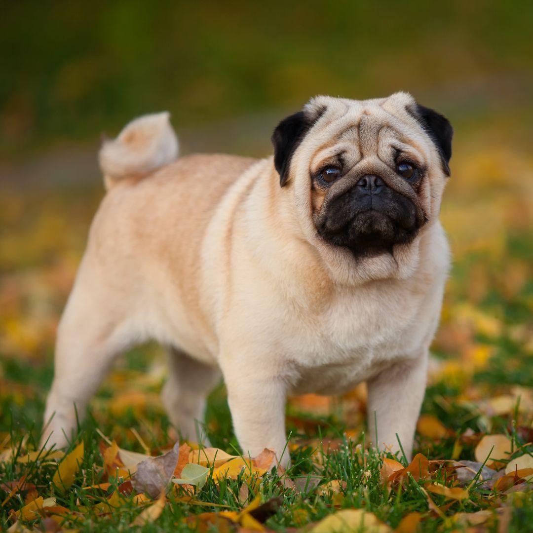 cute pictures of pug dogs