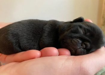 pug puppies for sale indiana