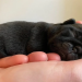 pug puppies for sale indiana