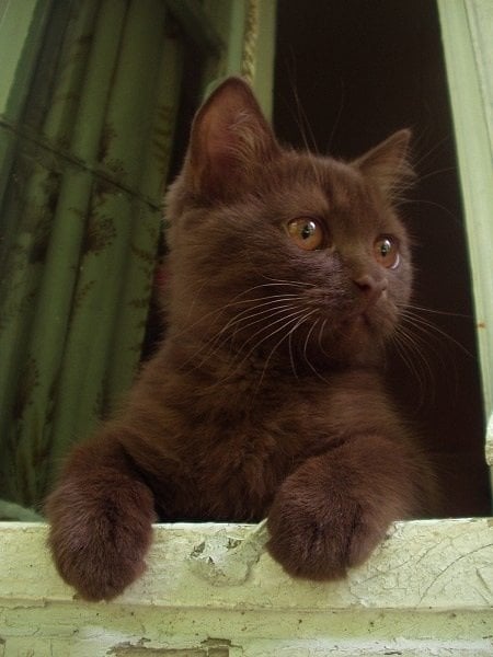 brown cats for sale