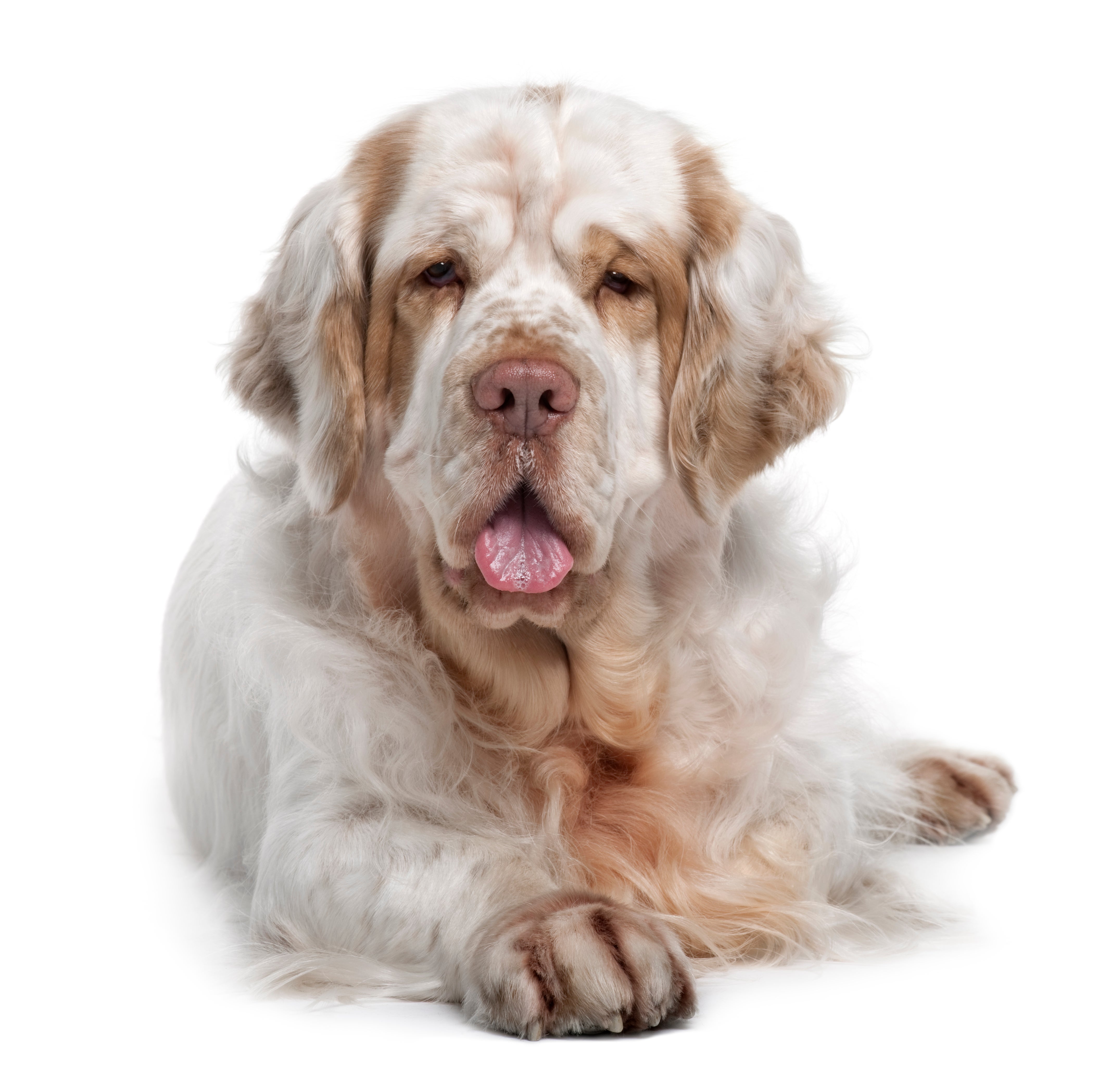 clumber spaniel for adoption