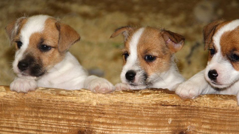 puppies terriers