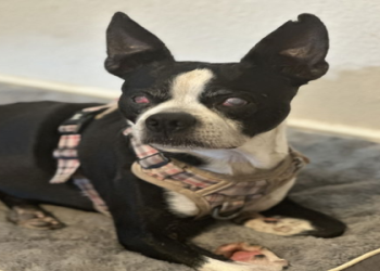 virginia boston terrier rescue