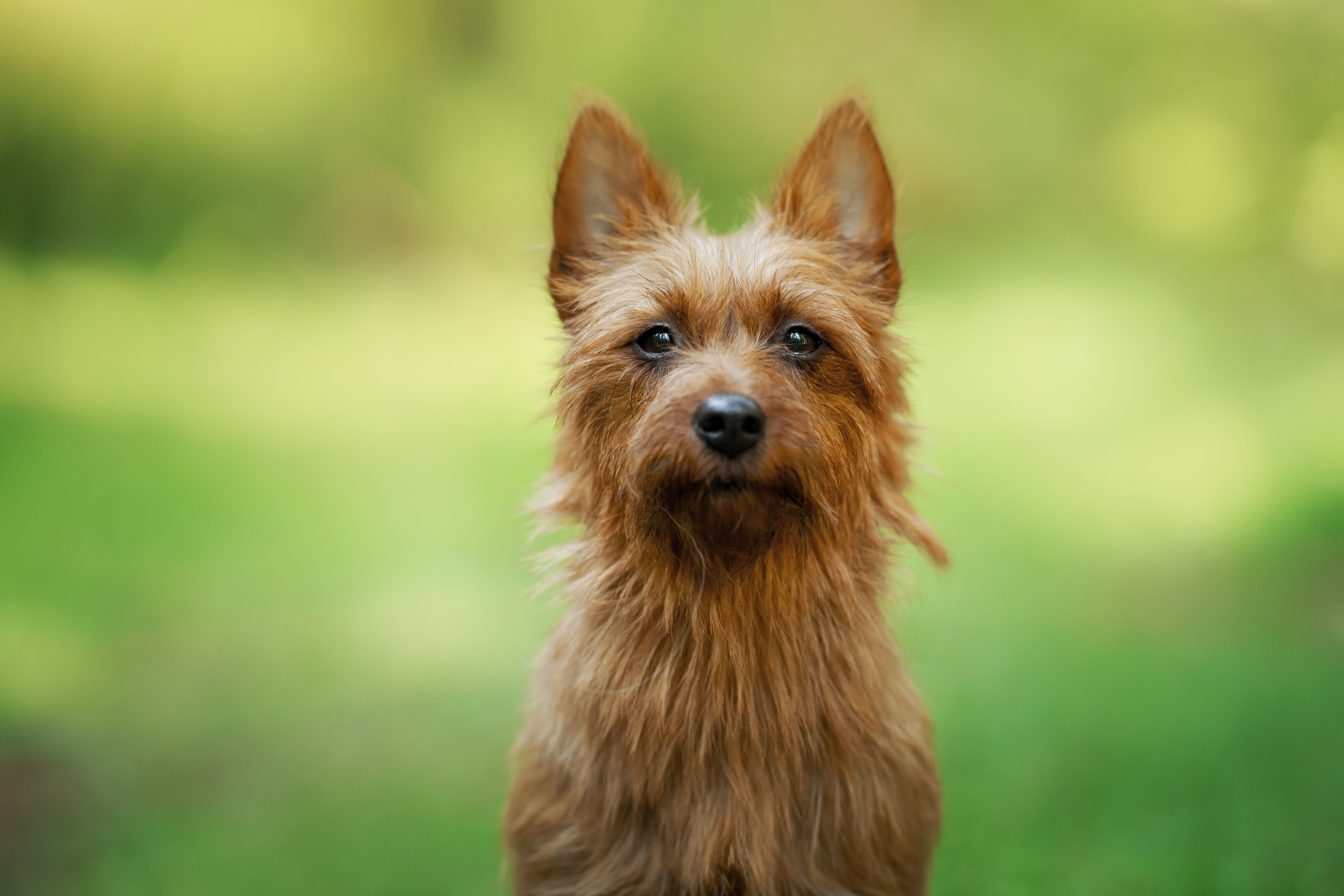 australian terrier rescue australia