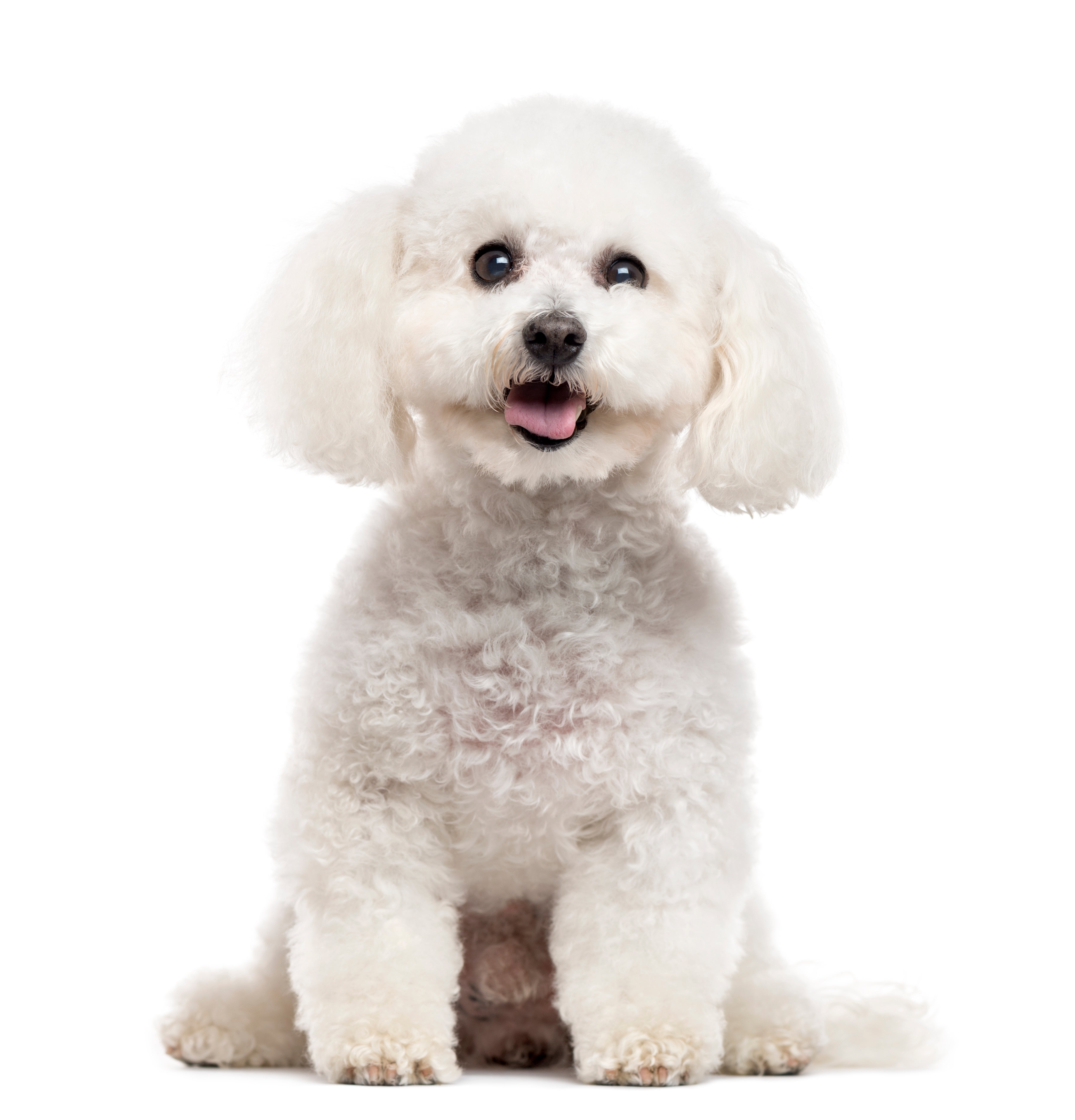 bichon for adoption