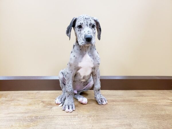 merle great dane puppy