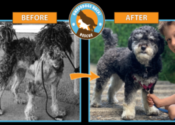 dog free to good home