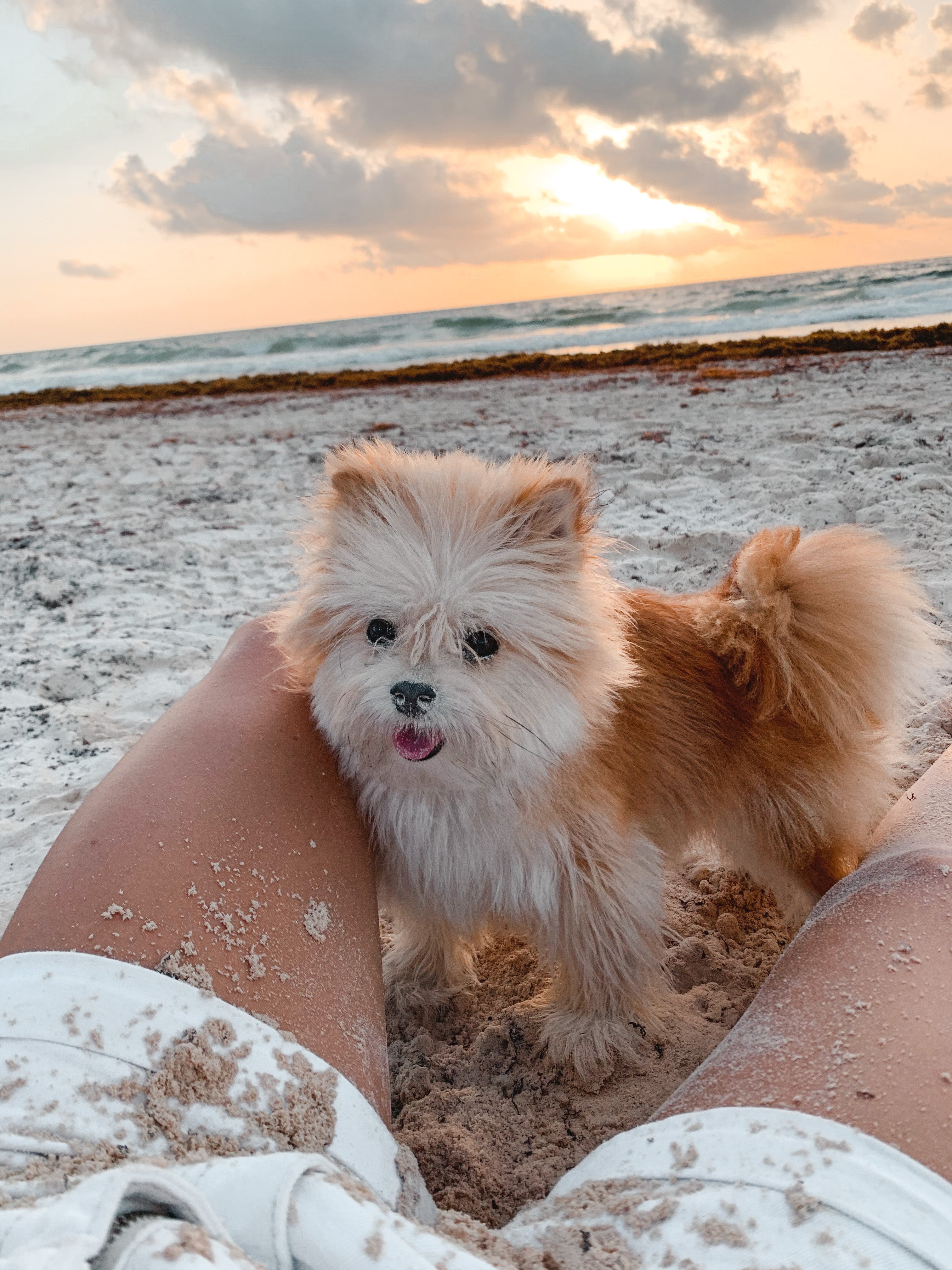 easiest country to move to with a dog