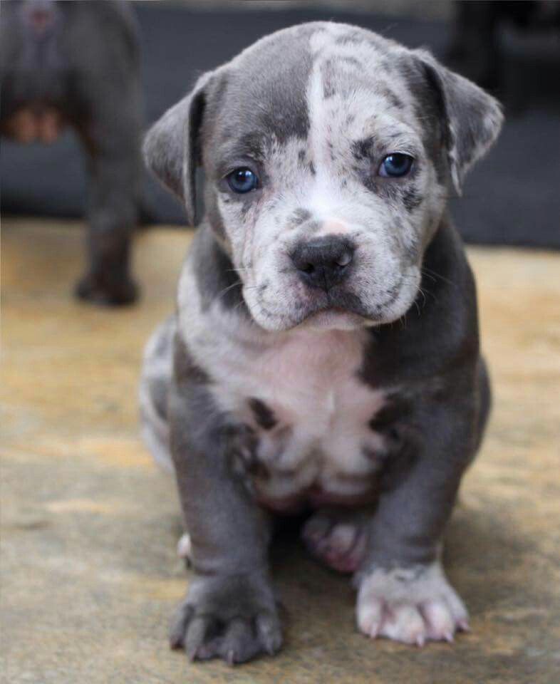 merle pitbull puppies for sale near me