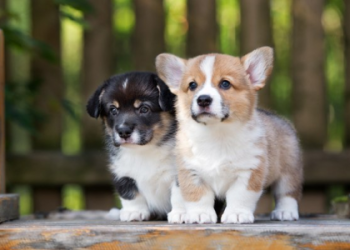 show me a picture of cute dogs