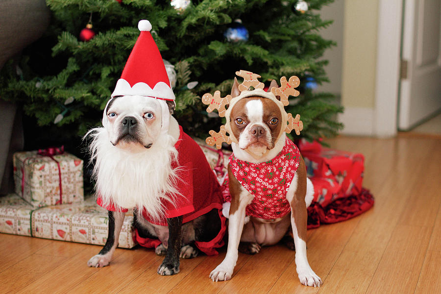 boston terrier christmas