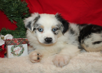 white merle australian shepherd