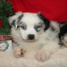 white merle australian shepherd