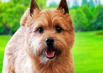 norwich terrier images