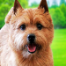 norwich terrier images