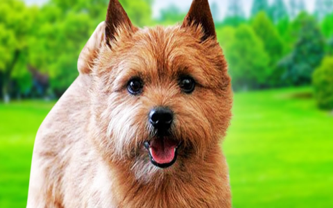 norwich terrier images