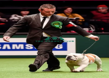 best in show french bulldog