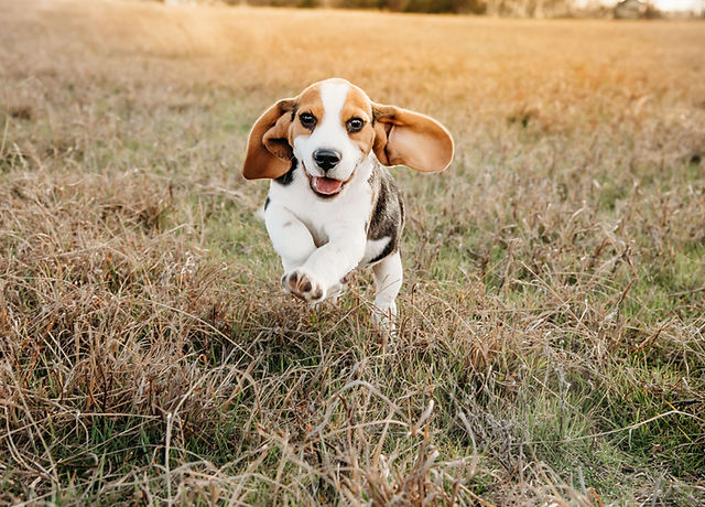 beagle breeders texas