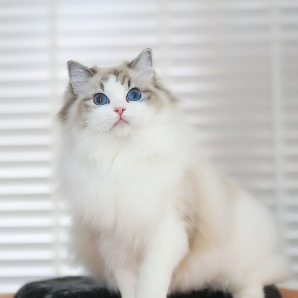 buy a kitten near me