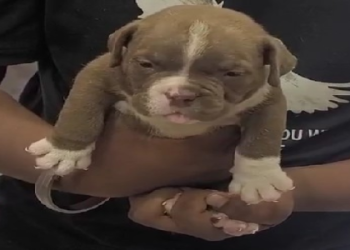 pitbull price in india