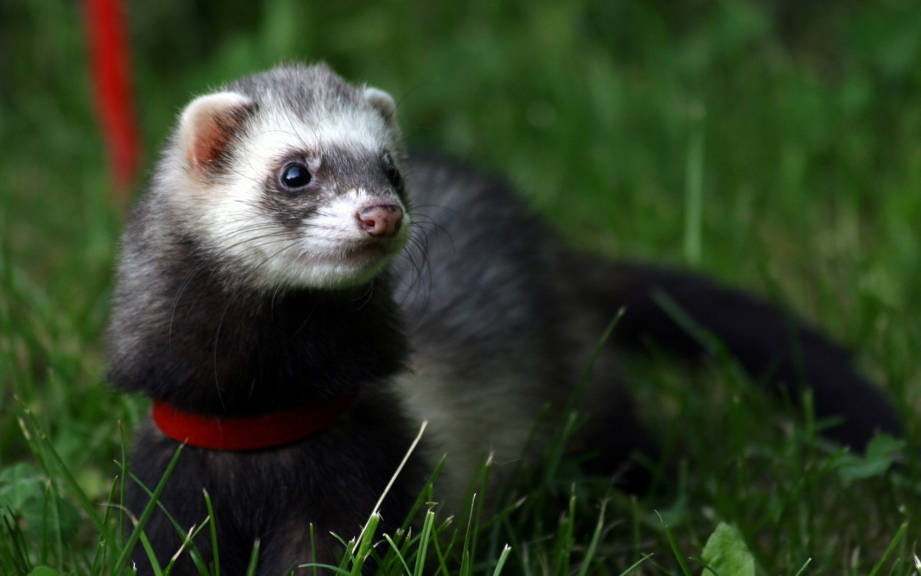 ferrets en español