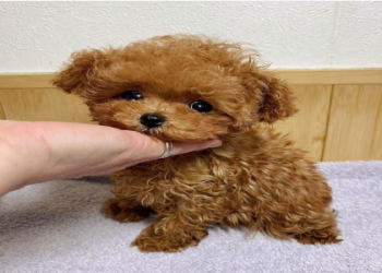 cheapest puppies for sale near me