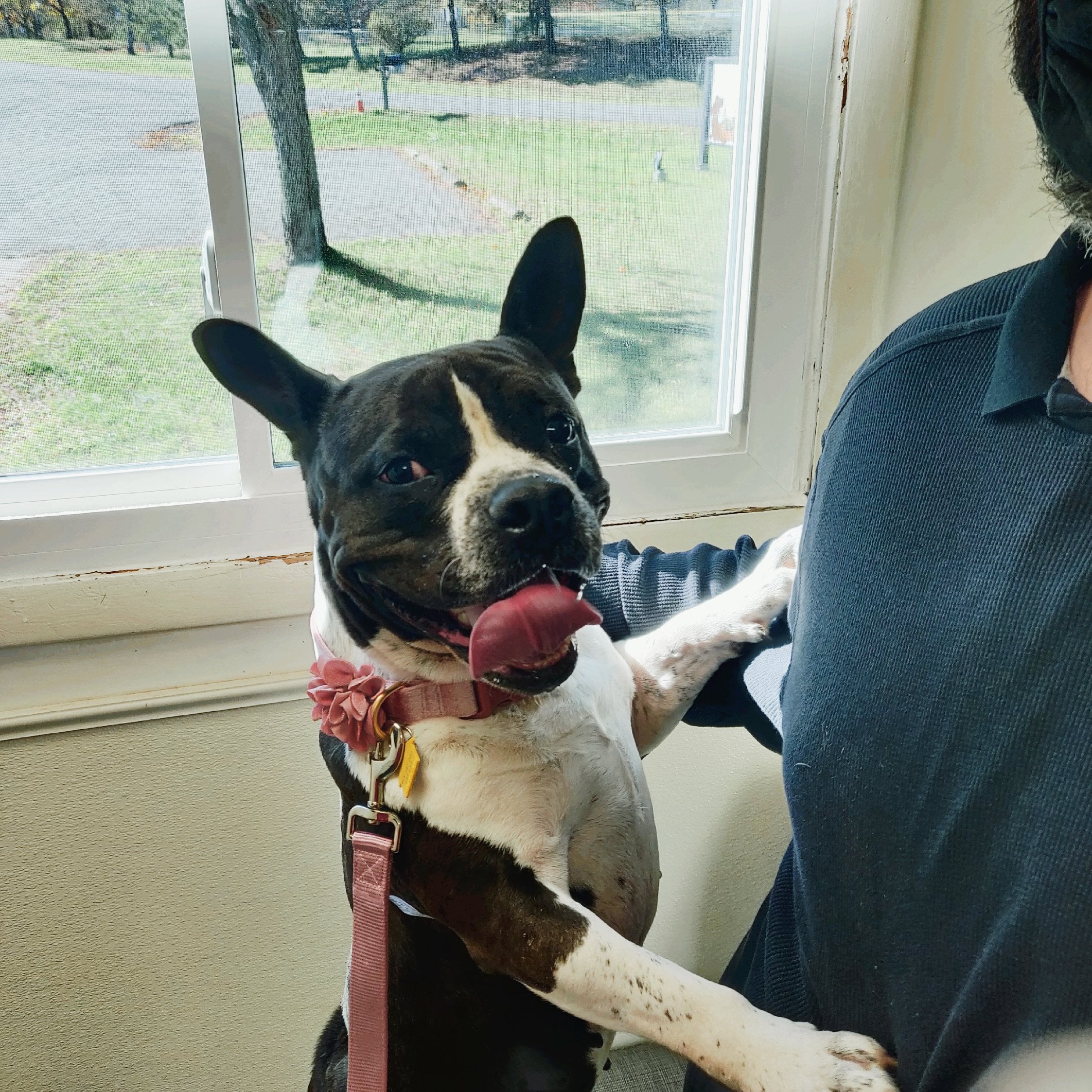 full grown boston terrier pitbull mix