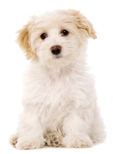 bichon frise chihuahua