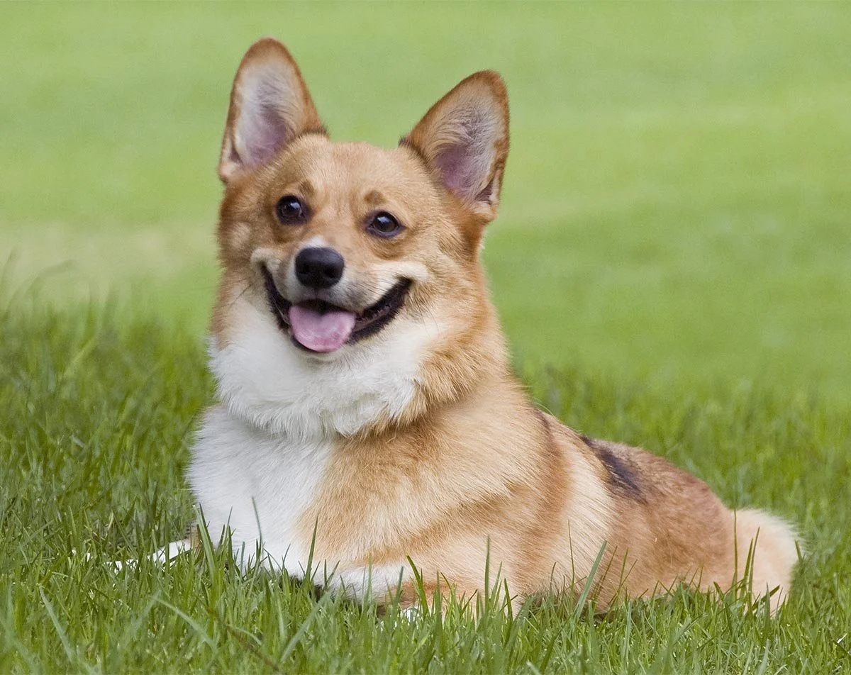 corgi rescues in california