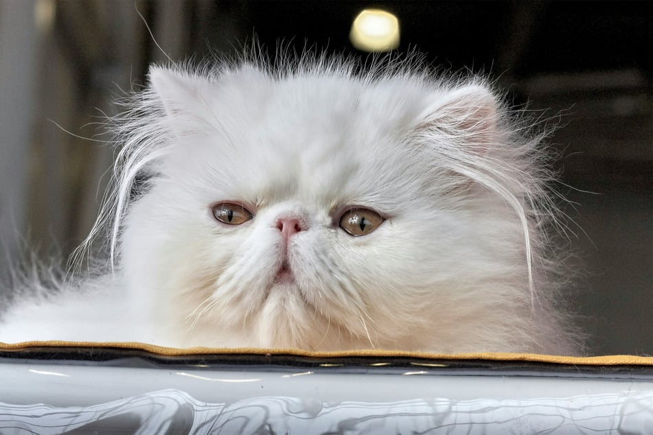 cat breed that looks grumpy
