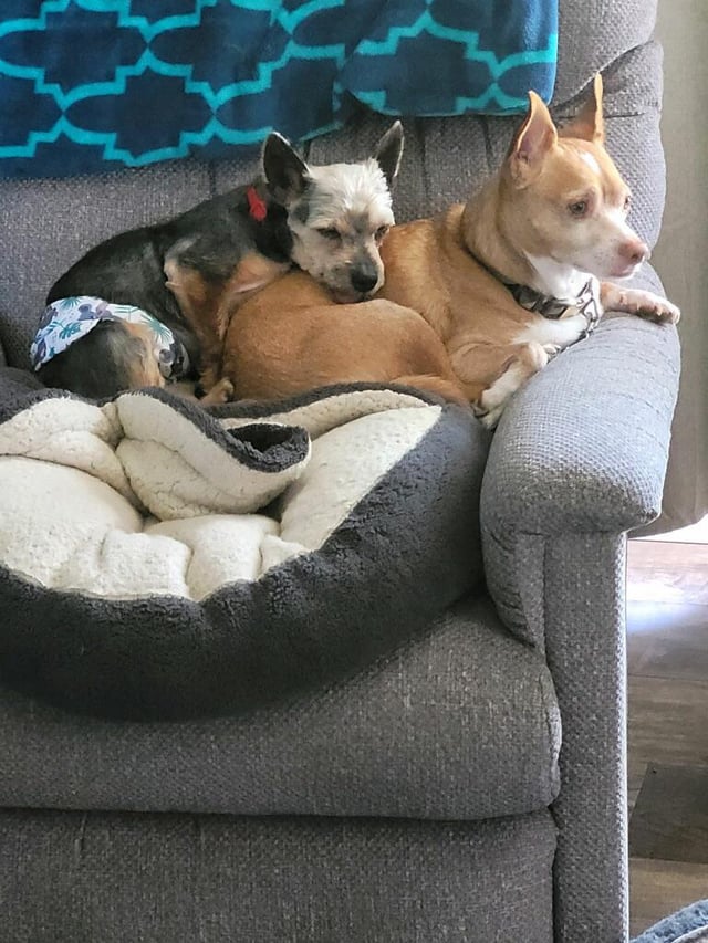 largest chihuahua
