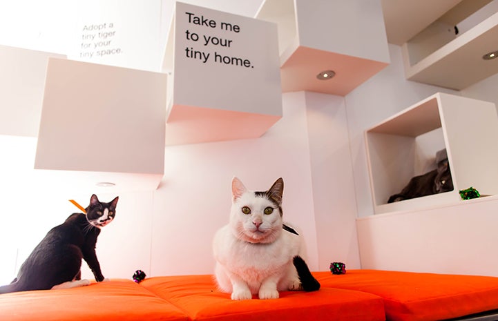 best friends shelter nyc