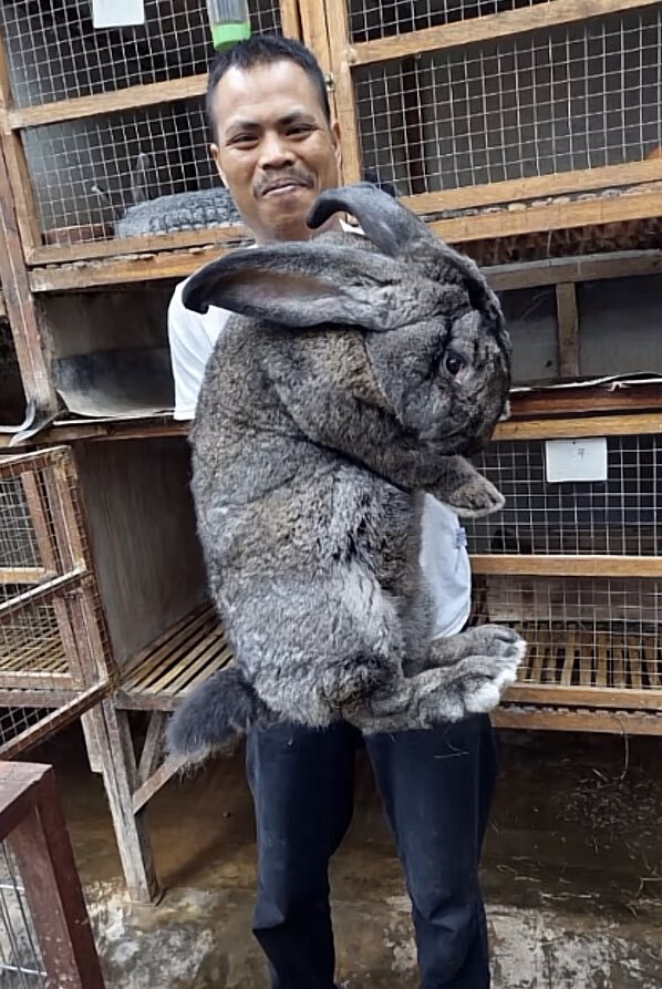 biggest breed of rabbit