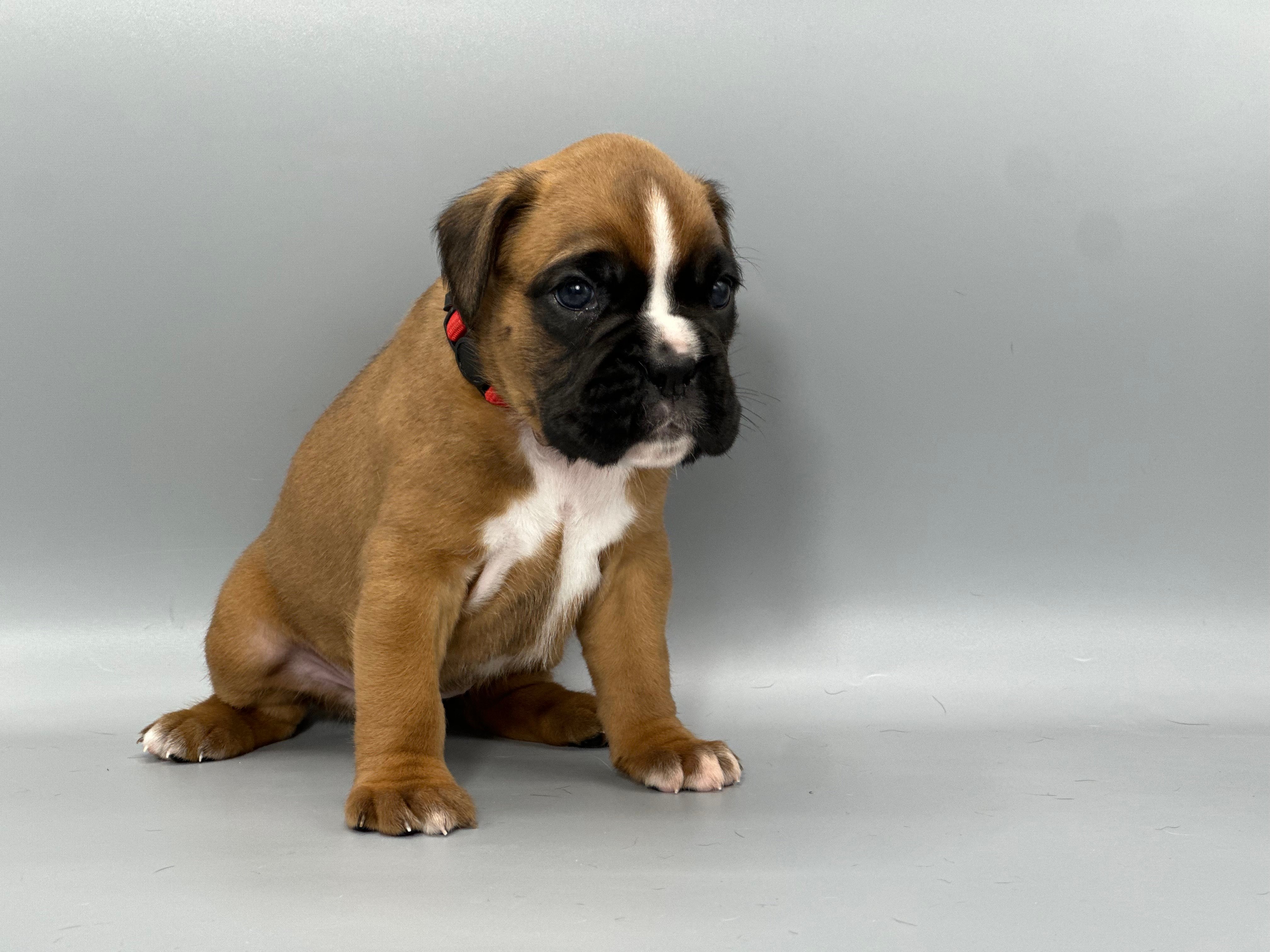 boxer puppies in north carolina