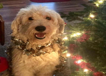 goldendoodle shepherd mix