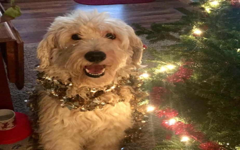 goldendoodle shepherd mix