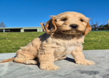 free dog for good home