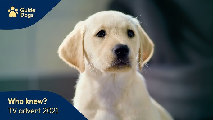 adverts dogs