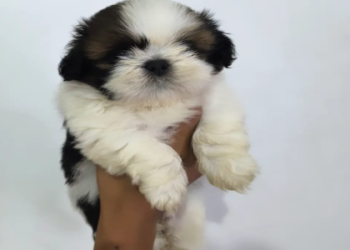 pug dog breed price in india