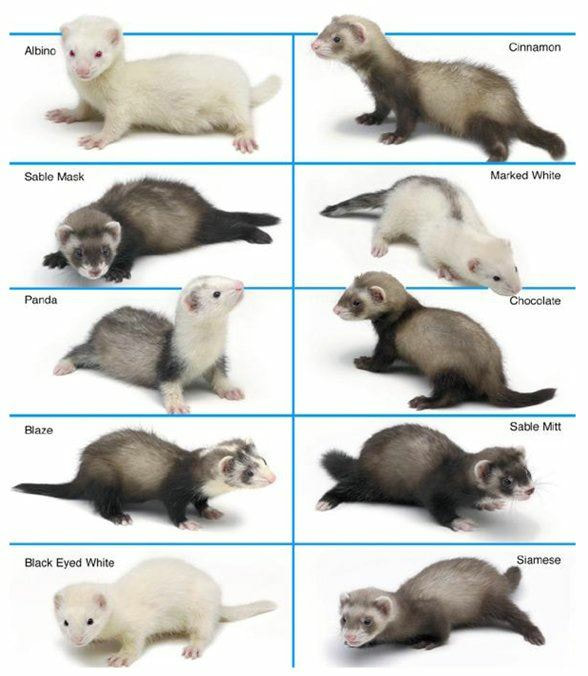 different breeds of ferrets