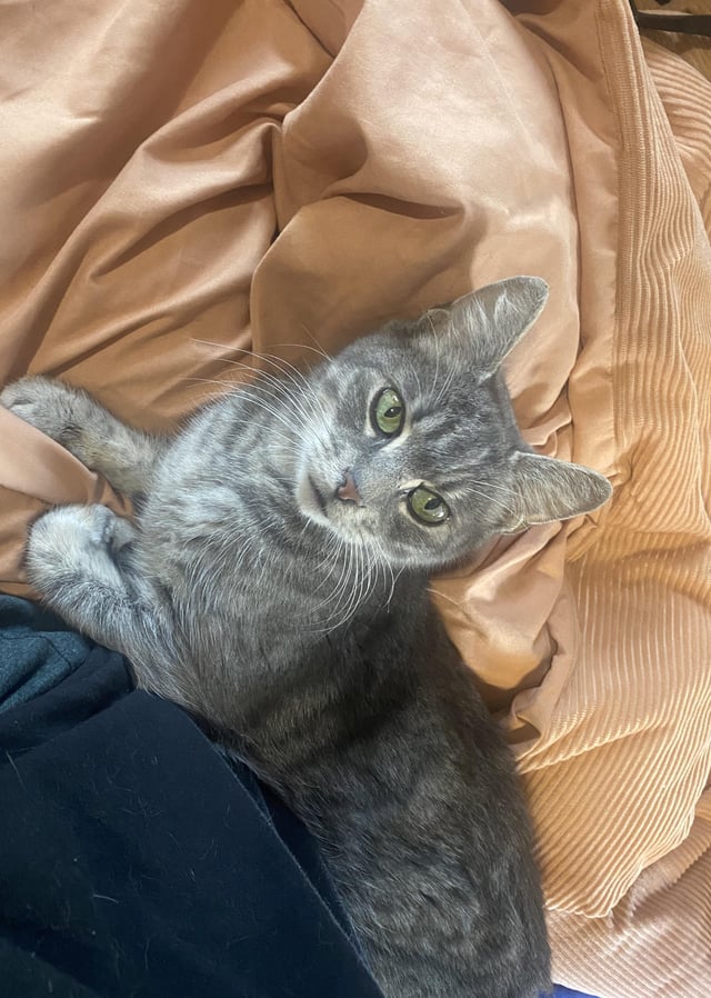 cat found near me