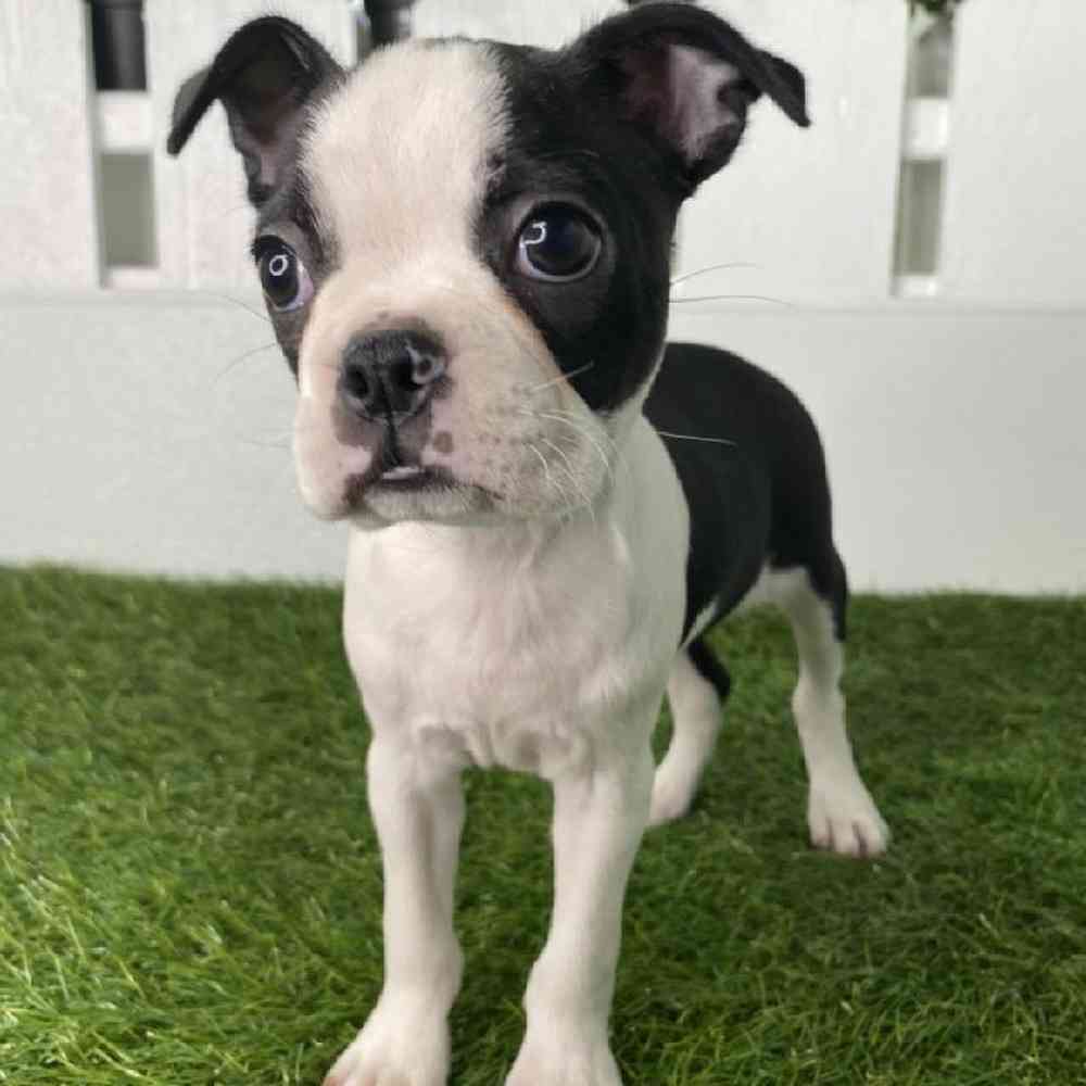 boston terrier for sale in texas